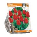 Baltus Tulipa Darwin Hybrid Apeldoorn tulpen bloembollen per 5 stuks